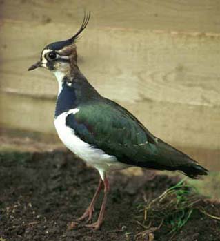 0853-04-lapwing.jpg
