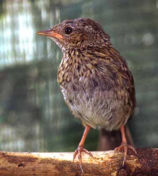 1019-35-dunnock.jpg