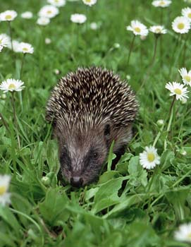 1020-02 hedgehog in daisies