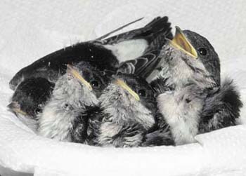 1021-07-housemartins-in-nes.jpg