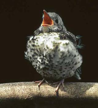 1037-37-fledgling-thrush.jpg
