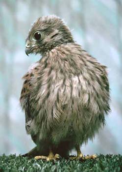 1038-33-kestrel-fledgling.jpg