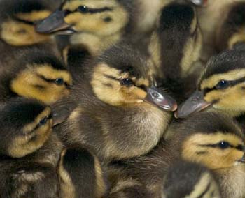 D100-6932 ducklings