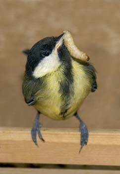 D11-0022C great tit with waxworm