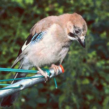 0976-30-jay-on-dryer.jpg