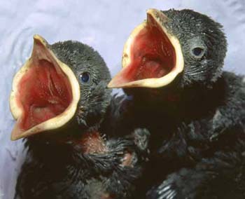 1070-28-jackdaw-nestlings.jpg