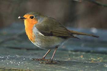 1150-11-robin.jpg